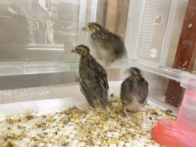 並ウズラ