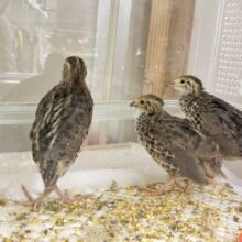 🐥完売御礼🐥ほっこりサイコーっ！❤️𓈒𓏸わちゃピヨBABYーズ(ё)︎⑤💕︎うずら(2025年3月中旬生まれ)