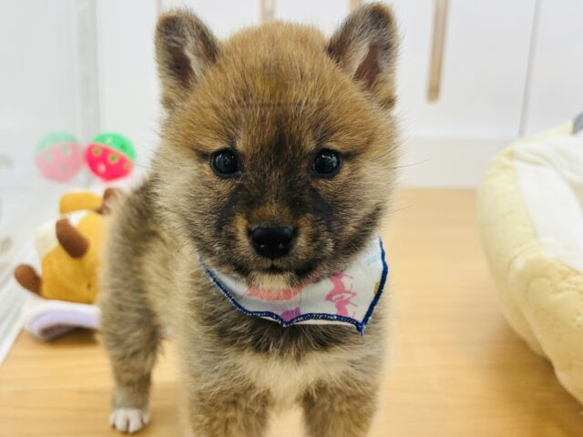 ちっちゃな怪獣〜♡豆柴犬くん！