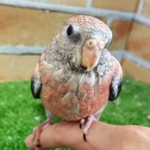 ✨更新画像✨目指せ𝕞𝕠𝕕𝕖𝕝💅👠ｶﾜｲｲだけじゃないの😉🩷秋草インコ(ローズ/2025年2月下旬)