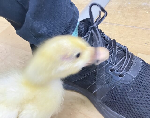 コールダック