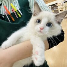 超ホヤホヤ最新画像✨美形が迫ってくる〜！？ラグドールくん！