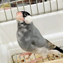 ✨最新画像✨新春ッ！🎍🌸あわあわウィング🌀‎∗*ﾟ桜文鳥ⅱ(2024年12月生まれ)