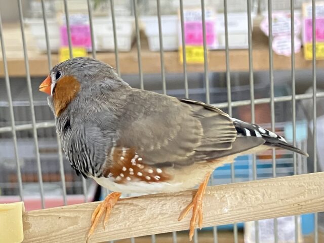 錦花鳥（キンカチョウ）