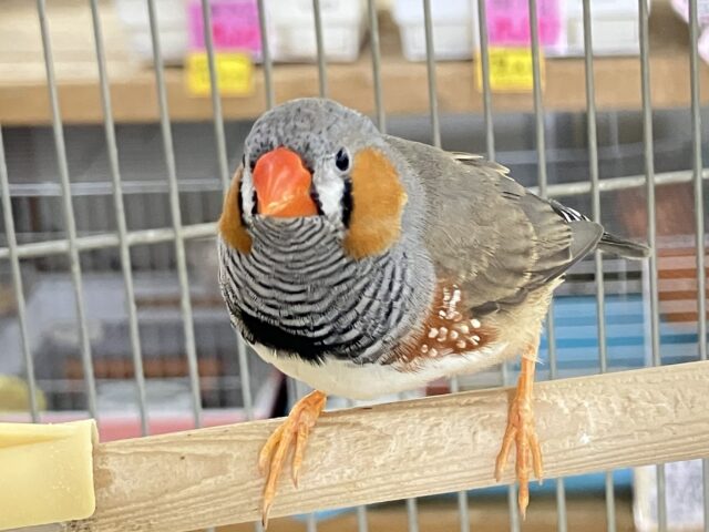 ✨最新画像✨しましまポップン🦌❕みかんパワ〜٩︎︎︎︎🍊ว =͟͟͞キンカ鳥(ノーマル)入荷中～❤️
