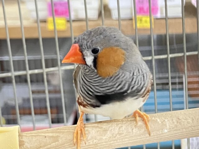錦花鳥（キンカチョウ）