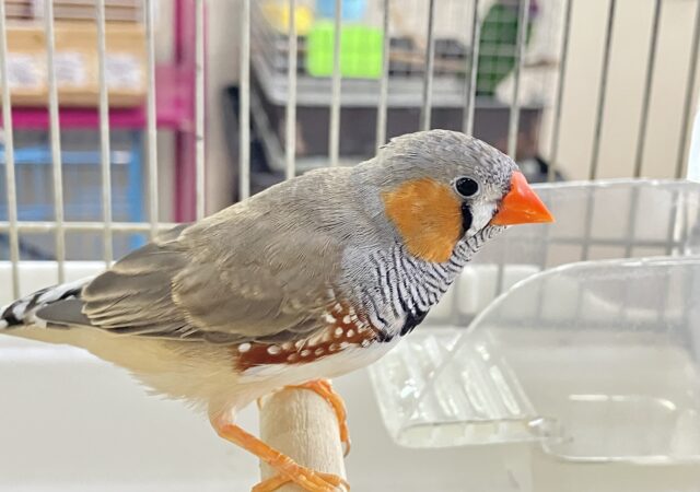 錦花鳥（キンカチョウ）