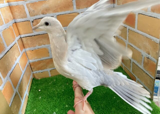 ジュズカケバト