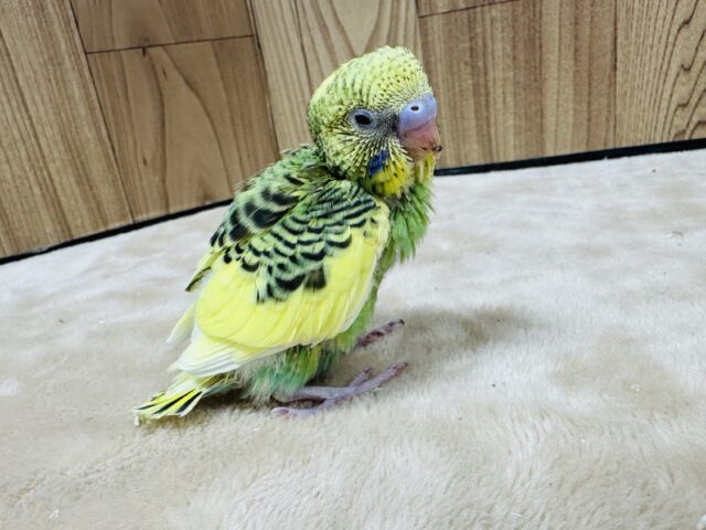 セキセイインコ