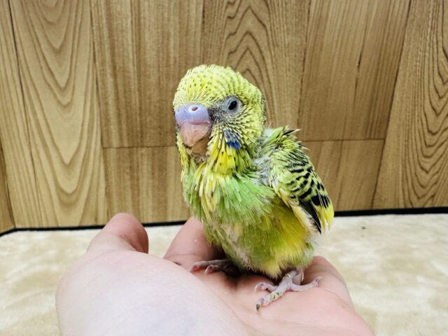 セキセイインコ