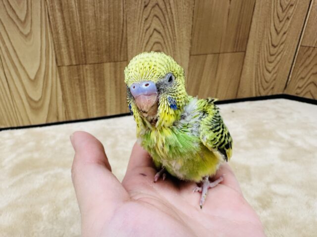 セキセイインコ