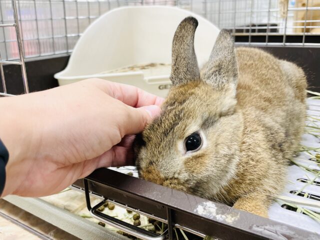 ネザーランドドワーフ