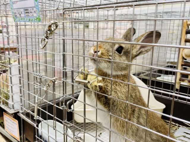 ネザーランドドワーフ