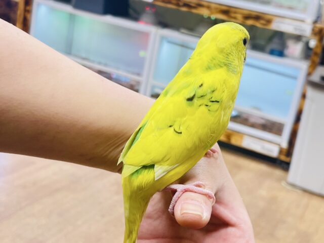 セキセイインコ