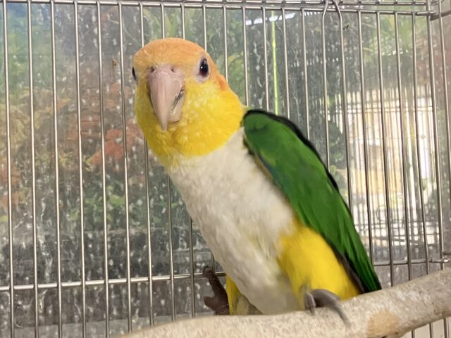 女子顔❤シロハラインコ入荷してます❤