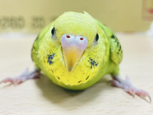 セキセイインコ