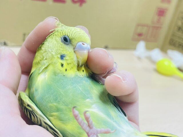 セキセイインコ