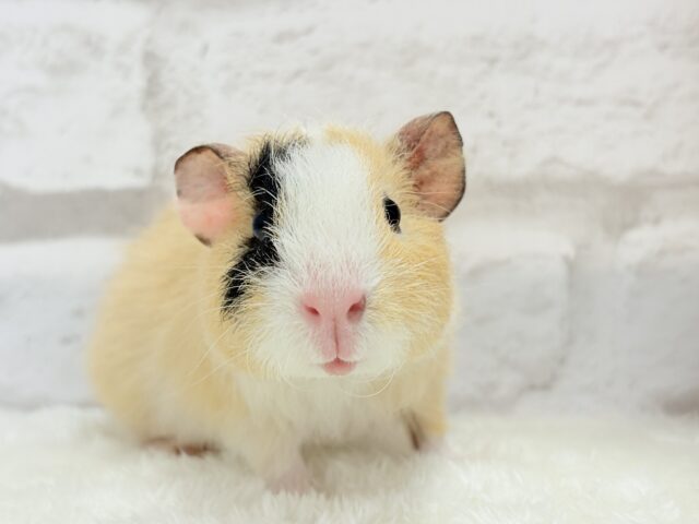 テディモルモット