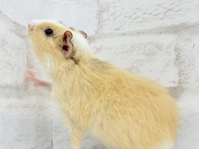 テディモルモット