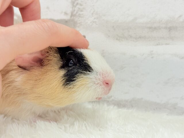 テディモルモット