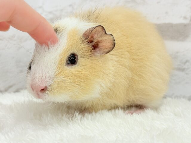 テディモルモット