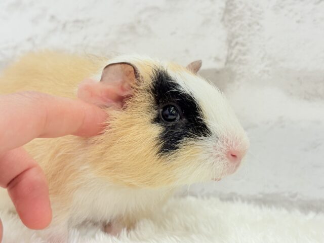 テディモルモット