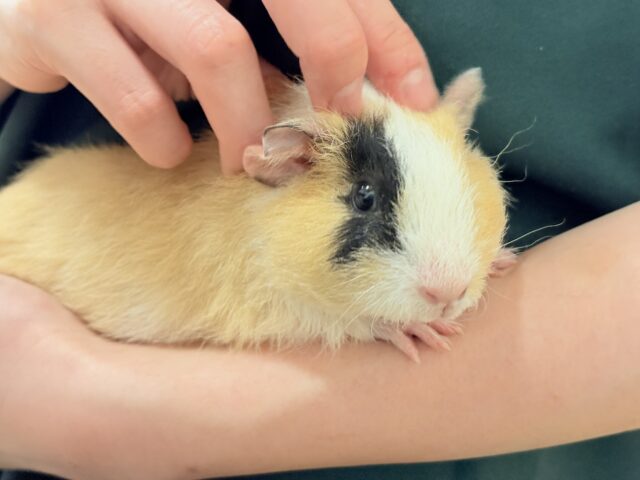 テディモルモット