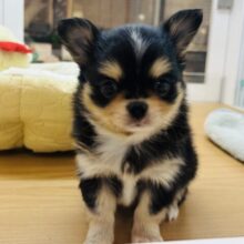 ムチムチ界の王子様！？チワワくん！