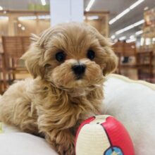 ギュッと抱きしめたくなる…ミックス犬くん(トイプードル×マルチーズ)