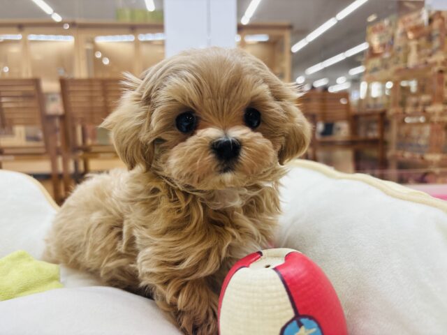 ギュッと抱きしめたくなる…ミックス犬くん(トイプードル×マルチーズ)