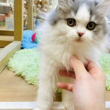 人が大好き♡甘え上手なスコティッシュくん