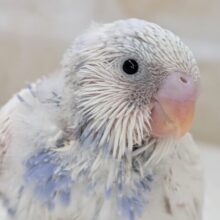 惚れ惚れカラー☀️ セキセイインコ(ブルーパイド)