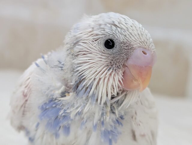 惚れ惚れカラー☀️ セキセイインコ(ブルーパイド)