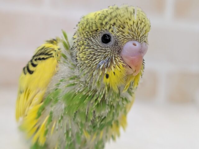 シマシマな色合い～！？🍀 セキセイインコ(グリーンパイド)