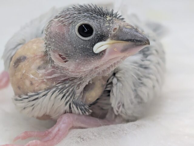 シルバーカラーにご注目～✨ シルバー文鳥🐣