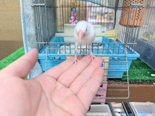 白文鳥