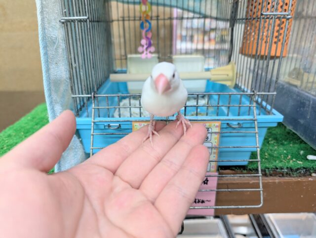 白文鳥
