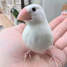 🌟ヒナエサ卒業🌟 可愛さピカイチ！白の子～🤍 白文鳥🐣