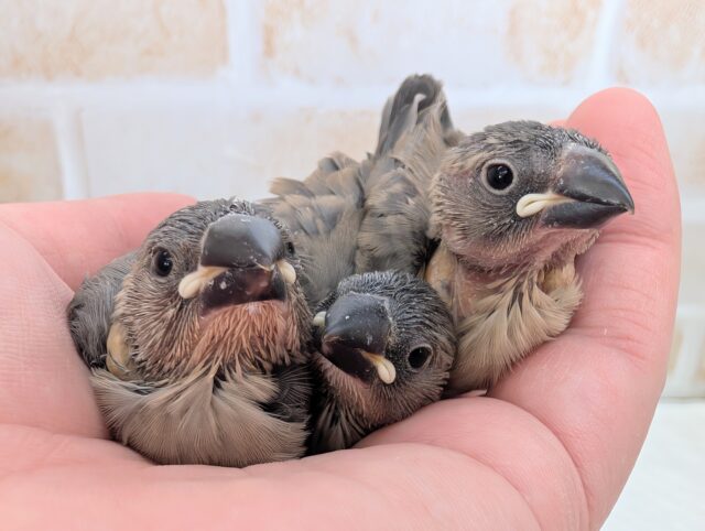 かわいい子たち大集合～✨ 桜文鳥🐣