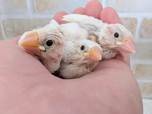 とっても個性豊かです～🤍 白文鳥🐣