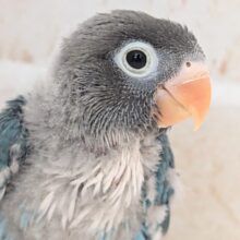 久しぶりのご紹介！ご注目です～🌟 ブルーボタンインコ💙