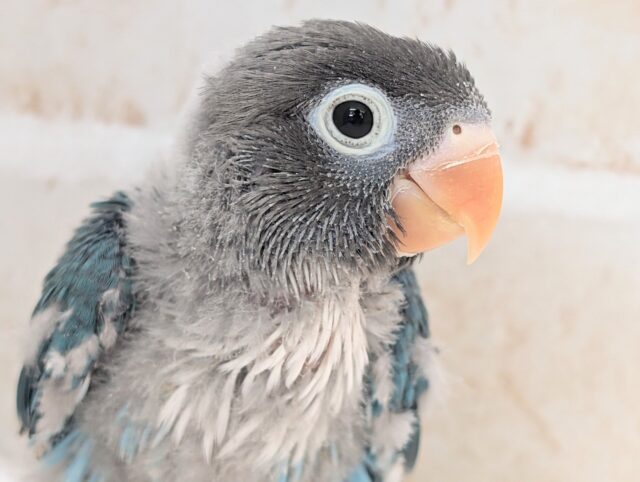 久しぶりのご紹介！ご注目です～🌟 ブルーボタンインコ💙