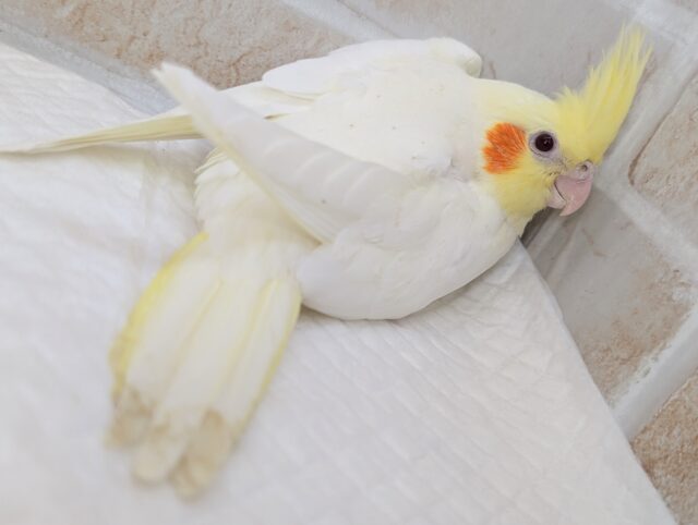 オカメインコ