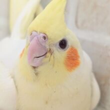 やっぱりかわいいこの見た目～🌞 オカメインコ(ルチノー)