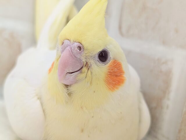 やっぱりかわいいこの見た目～🌞 オカメインコ(ルチノー)