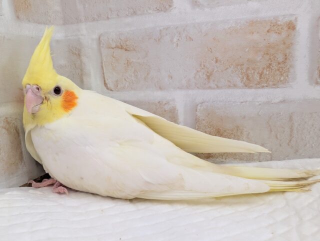 オカメインコ