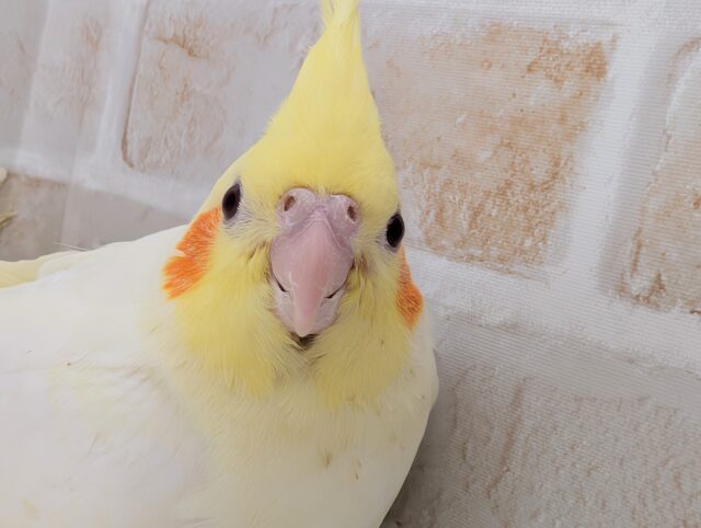 オカメインコ