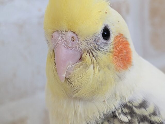 オカメインコ