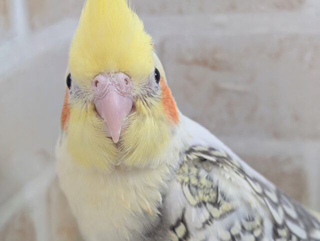 オカメインコ