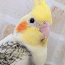 魅惑のパール模様～🫧 オカメインコ(パールパイド)